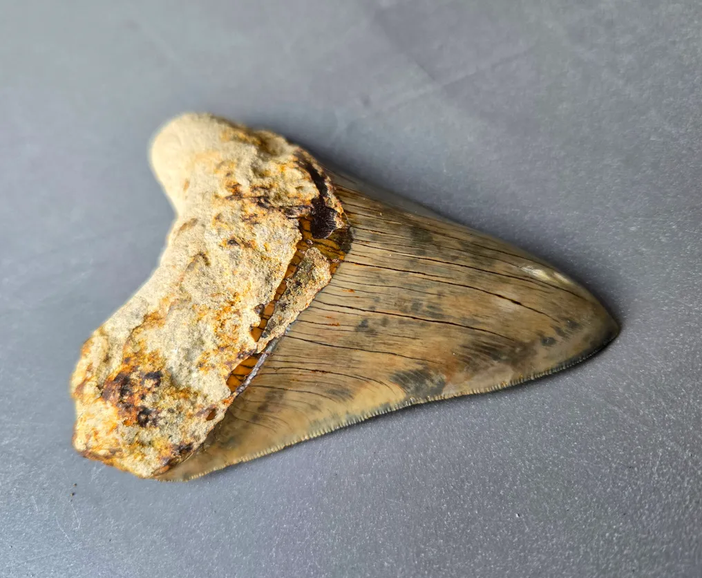 Megalodon - Fossil tooth - 114 mm - 90 mm #3.2