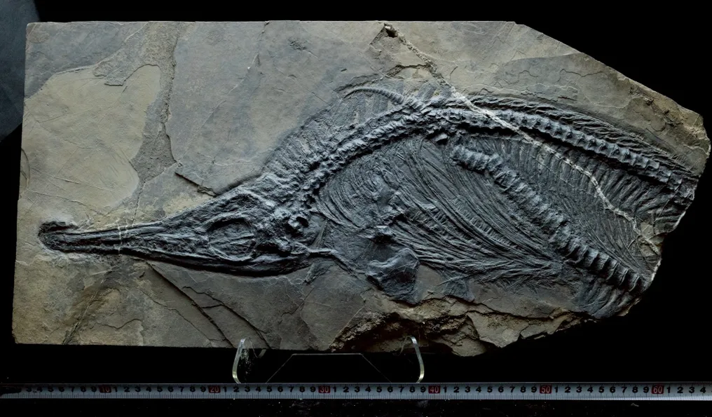 Fossil - Fossil matrix - Mixosaurus - 67 cm - 32 cm #1.0