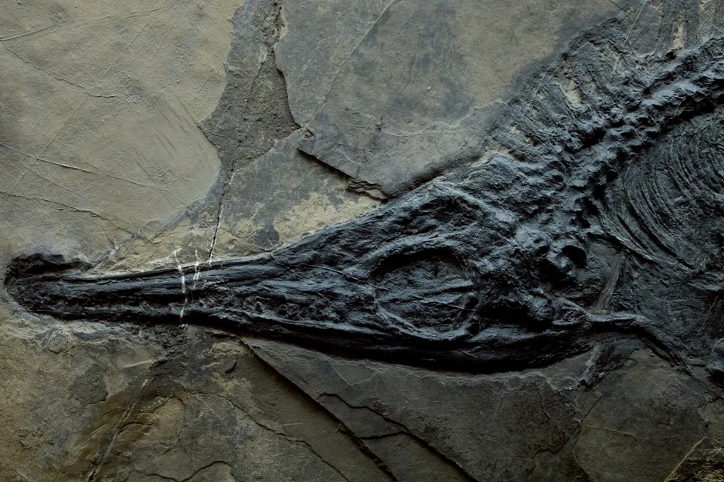 Fossil - Fossil matrix - Mixosaurus - 67 cm - 32 cm #2.1