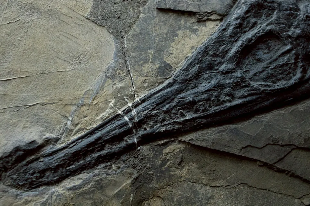 Fossil - Fossil matrix - Mixosaurus - 67 cm - 32 cm #3.2