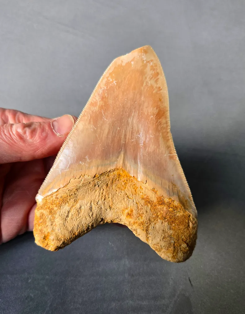 Megalodon - Fossil tooth - 124 mm - 89 mm #4.3