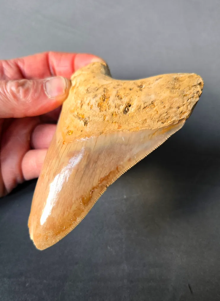 Megalodon - Fossil tooth - 124 mm - 89 mm #2.1