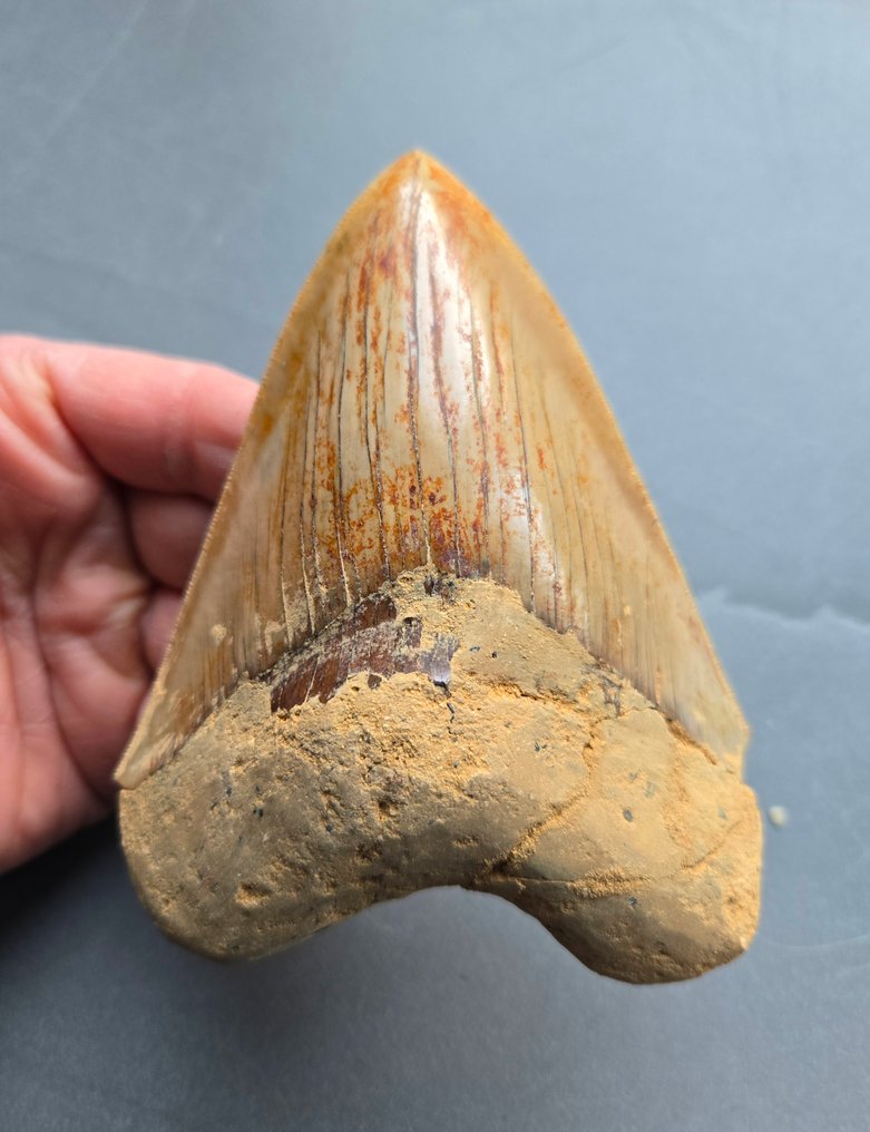 Megalodon - Fossil tand - 126 mm - 96 mm #1.0