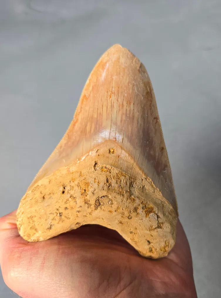 Megalodon - Fossil tooth - 124 mm - 89 mm #1.0
