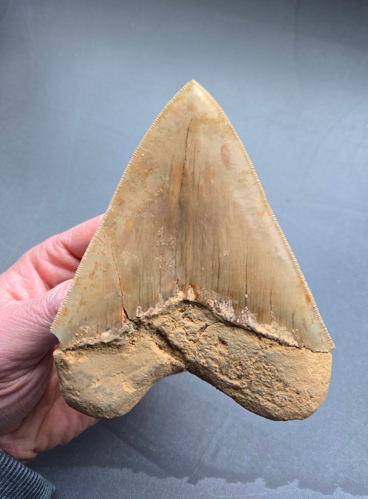 Megalodon - Fossil tand - 126 mm - 96 mm #3.2