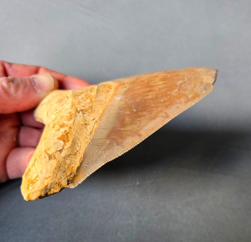 Megalodon - Fossil tooth - 124 mm - 89 mm #2.1