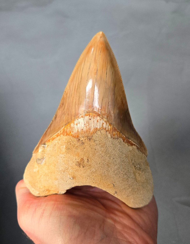 Megalodon - Fossil tooth - 134 mm - 100 mm #1.0