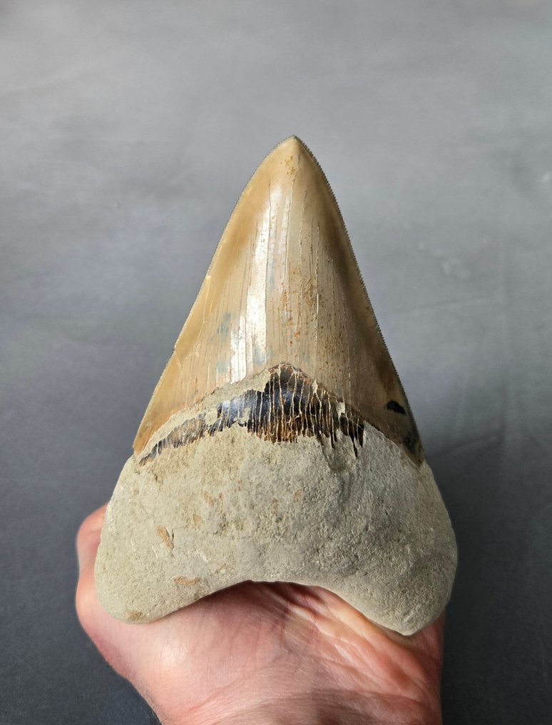 Megalodon - Fossil tooth - 134 mm - 96 mm #1.0