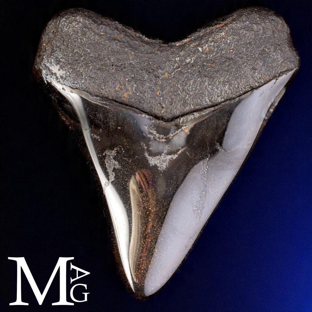 Fossiilinen Megalodon-hampaan – Miocene – Pliocene (noin 23 – 3,6 miljoonaa vuotta sitten) Hammas - Gigantic Prehistoric Shark Otodus Megalodon - 120 mm - 105 mm - 125 mm #4.3
