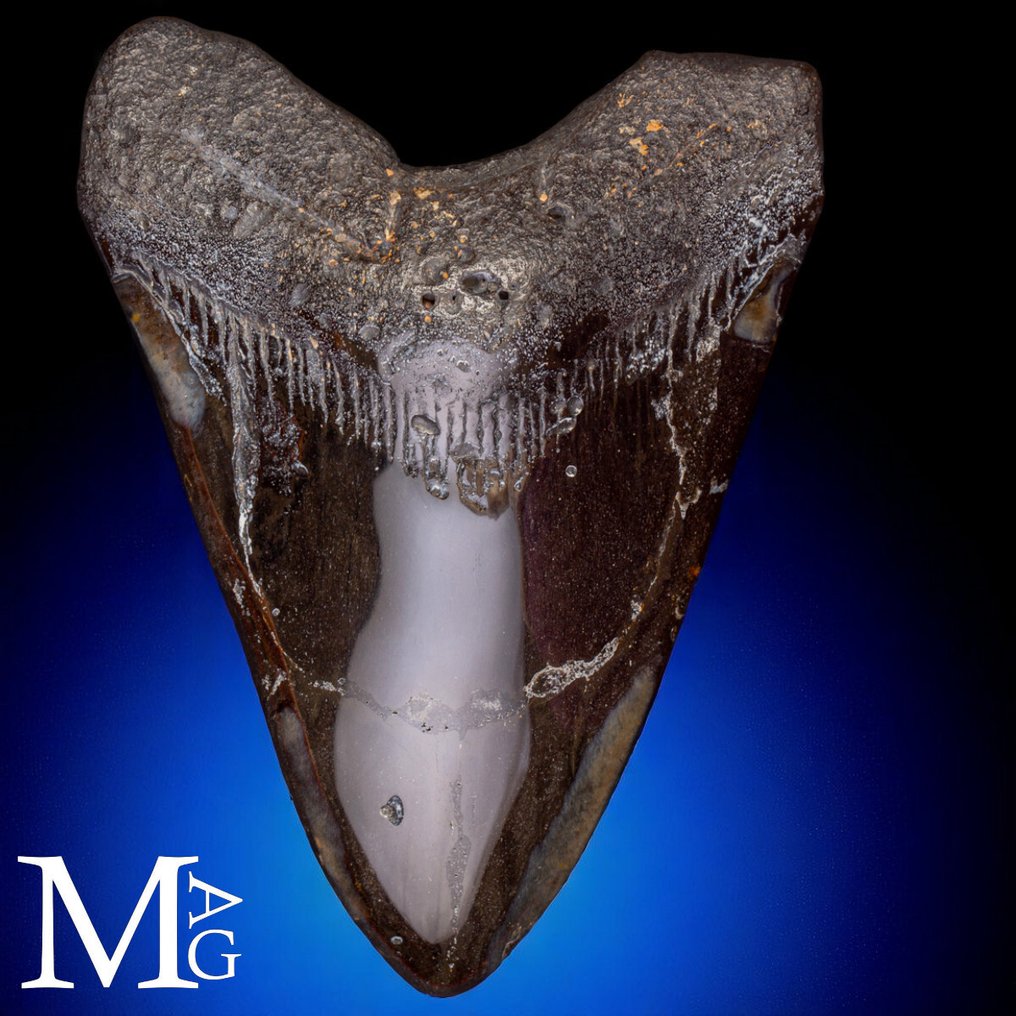 Fossiele Megalodon Tand – Miocene – Pliocene (ca. 23 – 3,6 miljoen jaar geleden) Tand - Gigantic Prehistoric Shark Otodus Megalodon - 140 mm - 100 mm - 145 mm #1.0