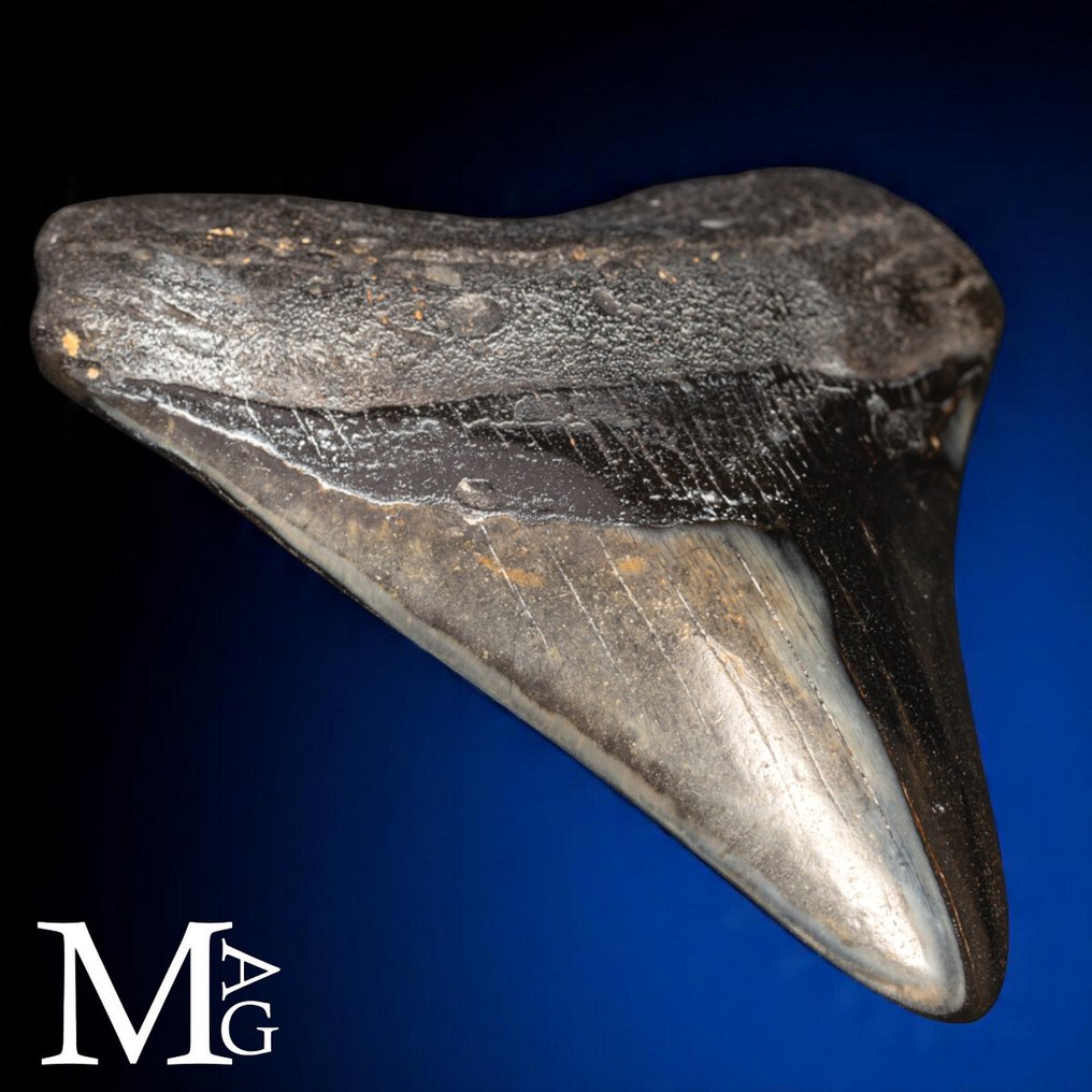 Fossiilinen Megalodon-hampaan – Miocene – Pliocene (noin 23 – 3,6 miljoonaa vuotta sitten) Hammas - Gigantic Prehistoric Shark Otodus Megalodon - 120 mm - 105 mm - 125 mm #2.1