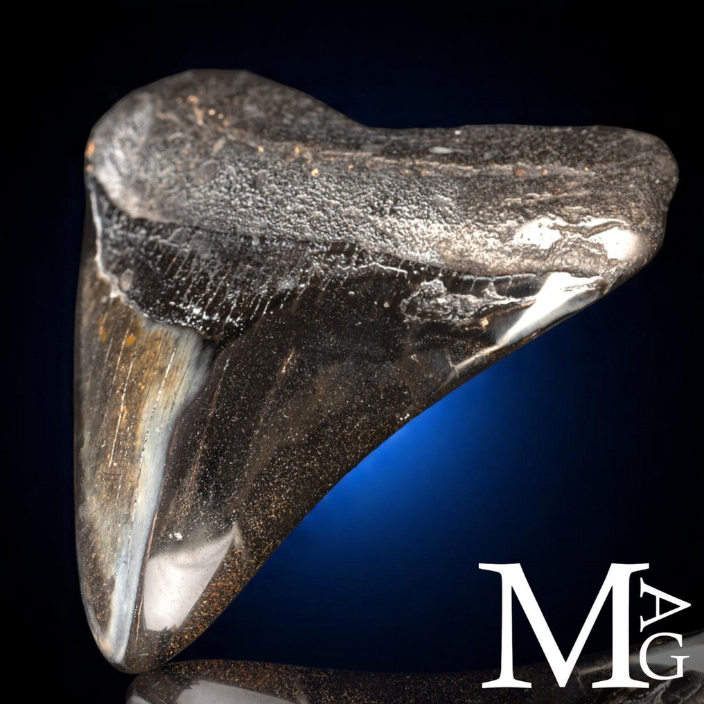 Fossiilinen Megalodon-hampaan – Miocene – Pliocene (noin 23 – 3,6 miljoonaa vuotta sitten) Hammas - Gigantic Prehistoric Shark Otodus Megalodon - 120 mm - 105 mm - 125 mm #1.0