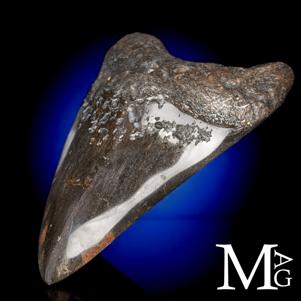 Fosszilis Megalodon fog – Miocén – Pliocén (körülbelül 23–3,6 millió évvel ezelőtt) Fog - Gigantic Prehistoric Shark Otodus Megalodon - 125 mm - 86 mm - 128 mm #3.2
