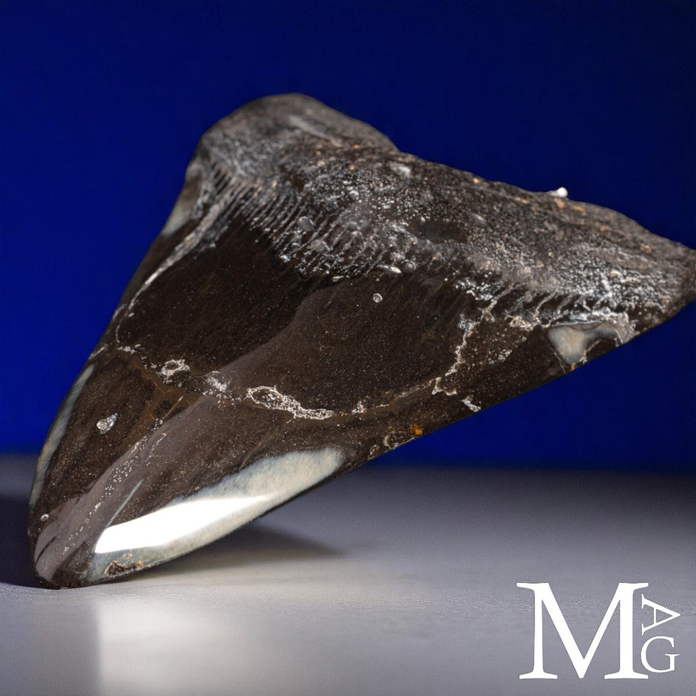 Fossiele Megalodon Tand – Miocene – Pliocene (ca. 23 – 3,6 miljoen jaar geleden) Tand - Gigantic Prehistoric Shark Otodus Megalodon - 140 mm - 100 mm - 145 mm #2.1