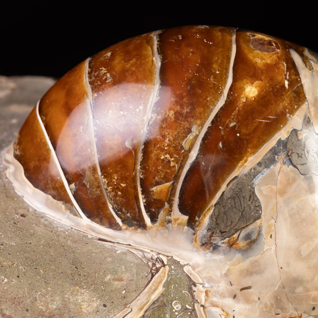 Εντυπωσιακό αρχαίο ναυτίλιο Μεγάλο απολίθωμα ναυτιλίου – Μαδαγασκάρη - Ύψος: 210 mm - Πλάτος: 150 mm- 5103 g #2.1