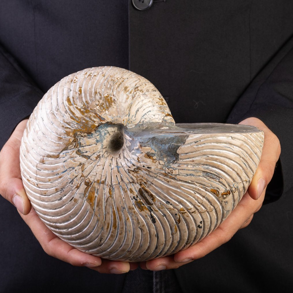 壮观的化石鹦鹉螺 大型鹦鹉螺化石 – 马达加斯加 - 高度: 210 mm - 宽度: 170 mm- 4436 g #1.0