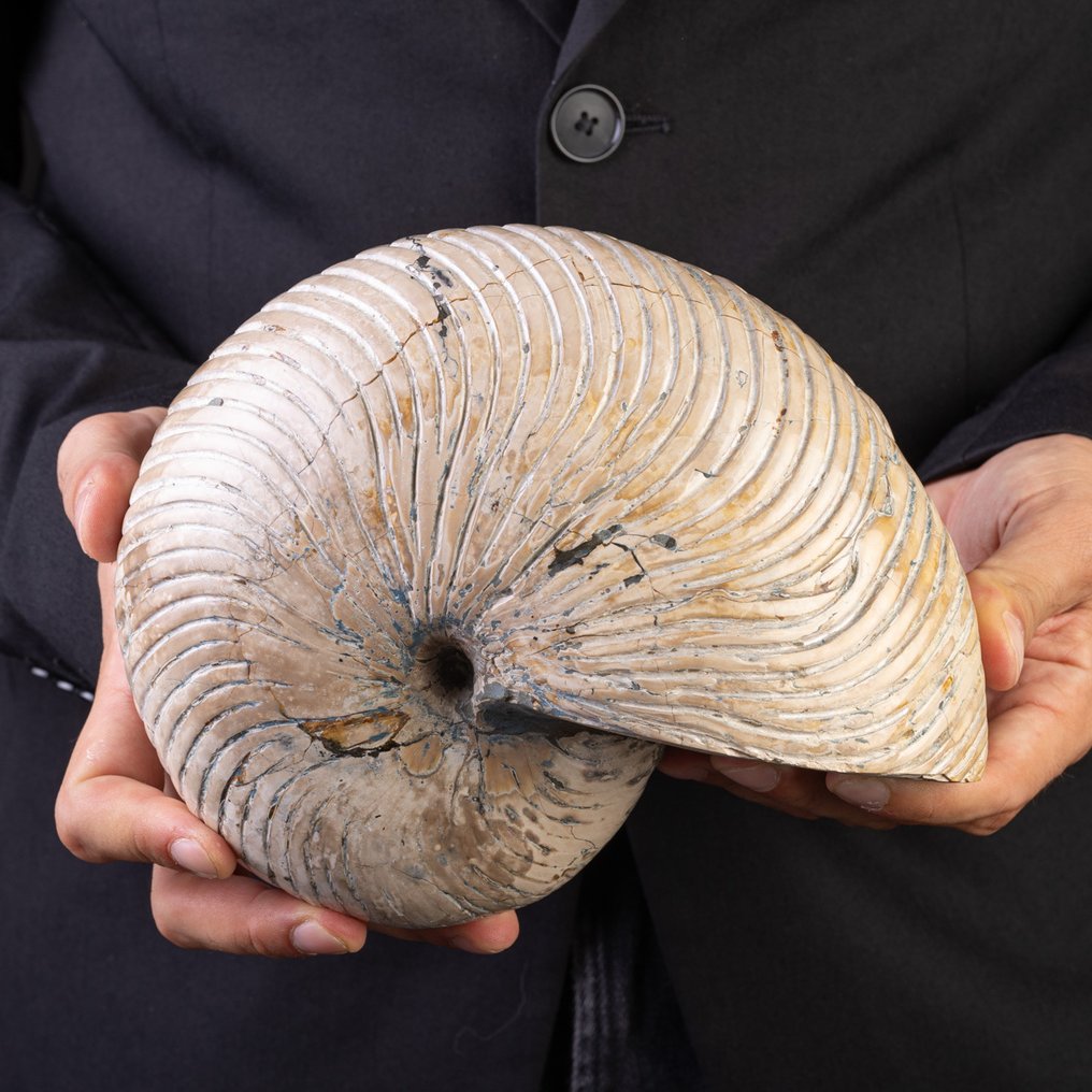 壮观的化石鹦鹉螺 大型鹦鹉螺化石 – 马达加斯加 - 高度: 210 mm - 宽度: 170 mm- 4436 g #3.2