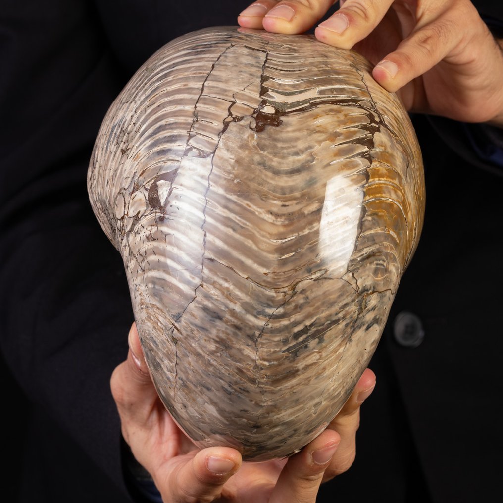 Εντυπωσιακό αρχαίο ναυτίλιο Μεγάλο απολίθωμα ναυτιλίου – Μαδαγασκάρη - Ύψος: 210 mm - Πλάτος: 150 mm- 5103 g #4.3