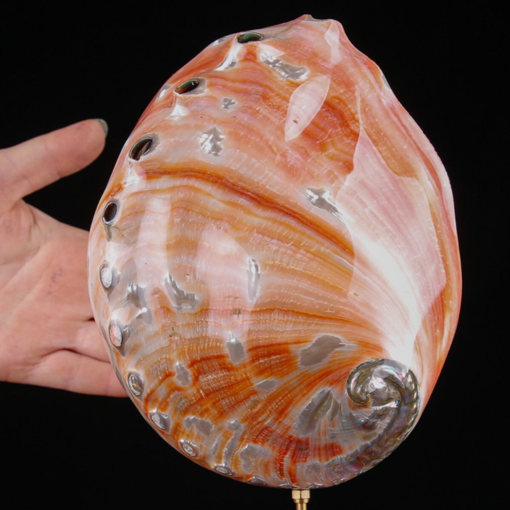 Κόκκινο κέλυφος Abalone σε προσαρμοσμένη βάση. Κοχύλι - Haliotis Rufescens - Elegant Handmade Base - 305 x 140 x 70 mm #1.0