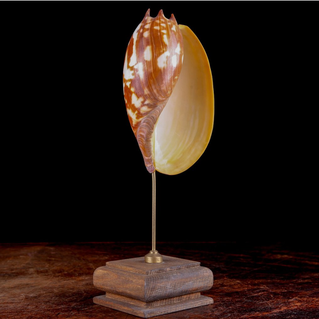 Fascinerende eksemplar af Volutidae-skal. Havskal - Melo umbilicatus – Shell on Decorative Base #3.2