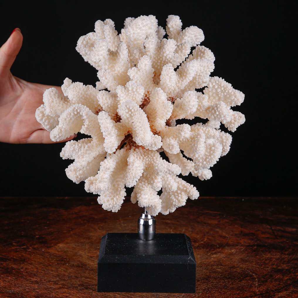 Αποκλειστικό Λευκό Κοράλλι Κλαδί - Κομψή Βάση από Ξύλο και Ατσάλι - Κοράλλι - Acropora Pocillopora Eydouxi - Wood and Steel Element Base #1.0