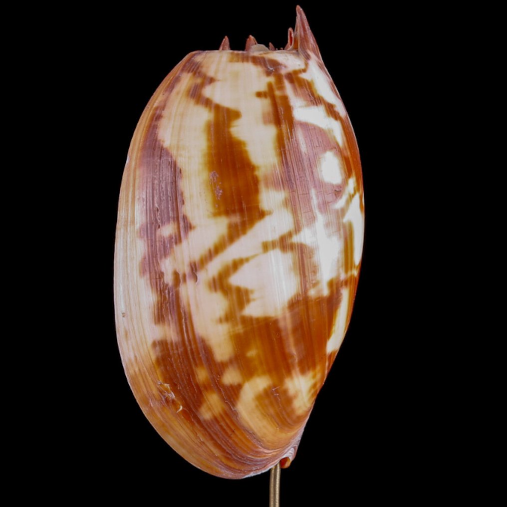 Fascinerende eksemplar af Volutidae-skal. Havskal - Melo umbilicatus – Shell on Decorative Base #2.1