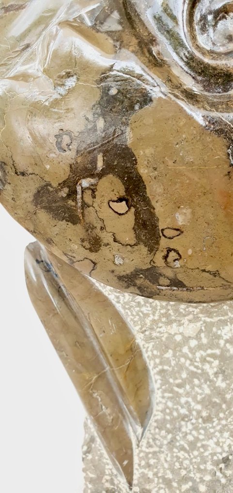 Ammonite og Orthoceras - Fossilt skelet - Ammonoidea Cleoniceras sp - 32 cm - 19 cm #4.3