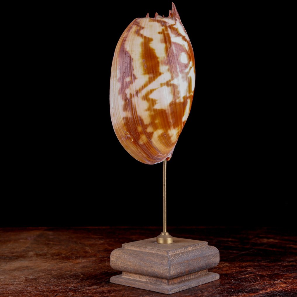 Fascinerende eksemplar af Volutidae-skal. Havskal - Melo umbilicatus – Shell on Decorative Base #4.3