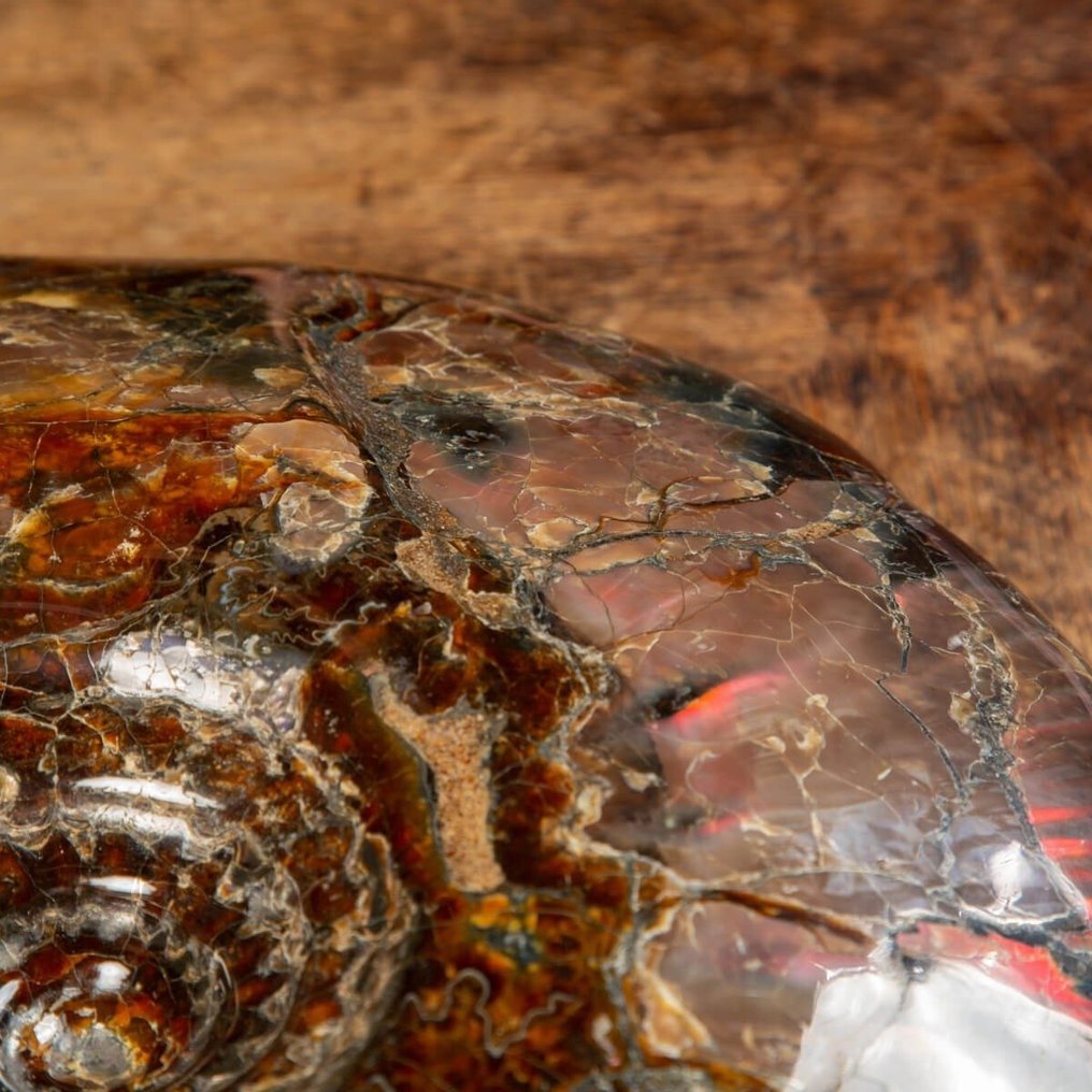 Fóssil realmente único - qualidade incrível - tamanho extra - Ammonite opalescente vermelha - Fragmento fóssil - Craspedodiscus Discofalcatus - 350 mm - 290 mm #1.0