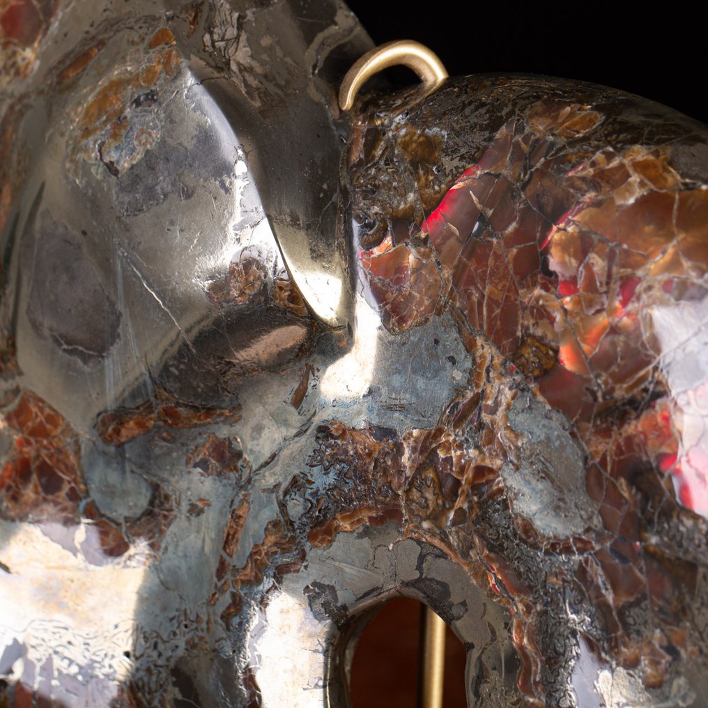 Vörös Opál - Pyritizált fosszilizált ammonit - Csodálatos példány - - Fosszilis töredék Tengeri kagyló - - Craspedodiscus Discofalcatus - #3.2