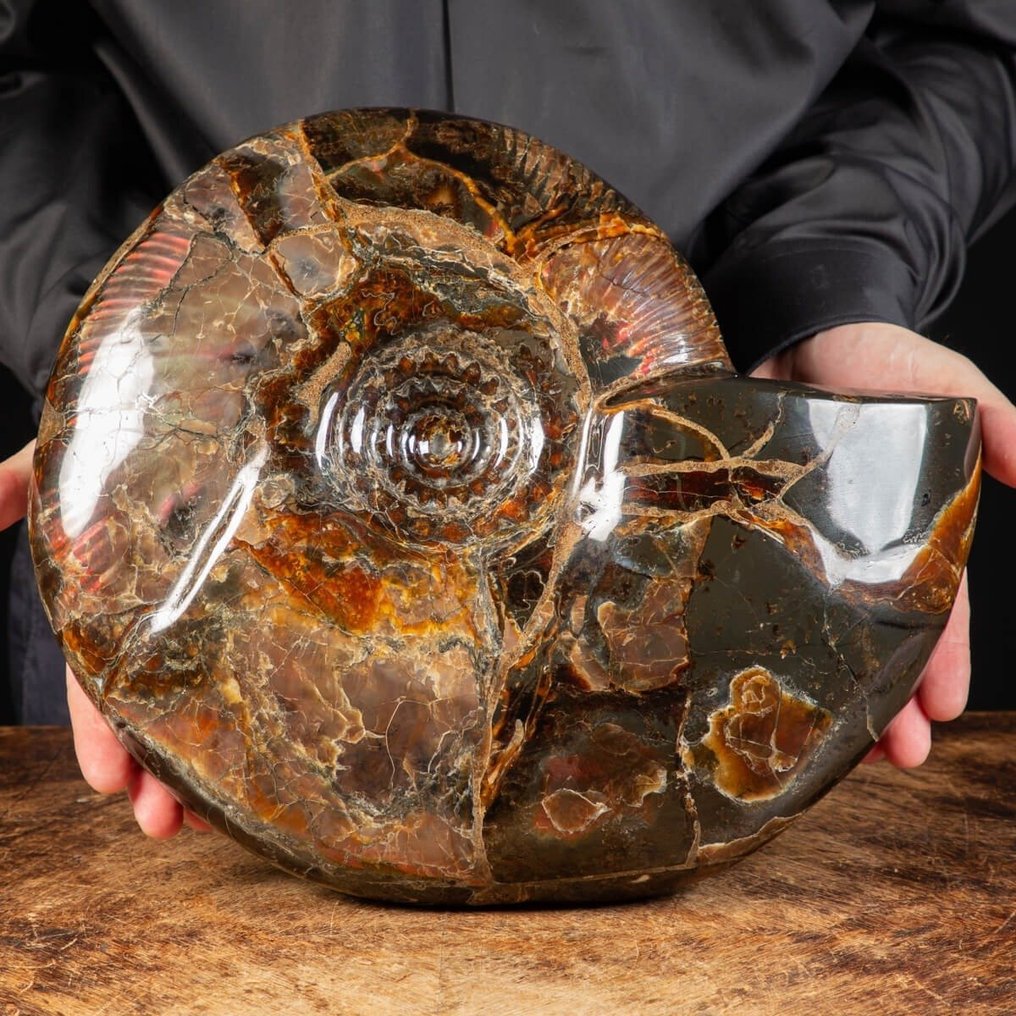 Fóssil realmente único - qualidade incrível - tamanho extra - Ammonite opalescente vermelha - Fragmento fóssil - Craspedodiscus Discofalcatus - 350 mm - 290 mm #1.0