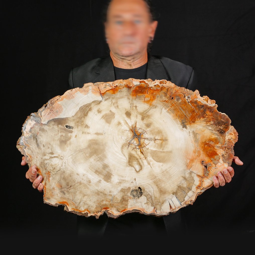 Large fossil slice of silicified wood - Height: 740 mm - Width: 470 mm- 15088 g #4.3