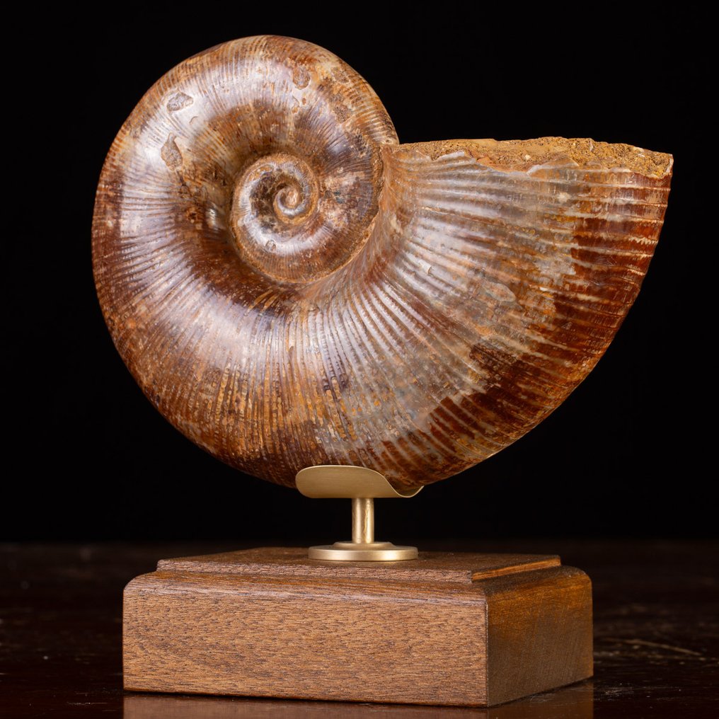 Iconische Juraanse cephalopode “Wunderkammer” - Gefossiliseerde schelp - Fossil Ammonite – Lytoceras - Elegant Wood and Brass Base - 246 mm - 230 mm #3.2