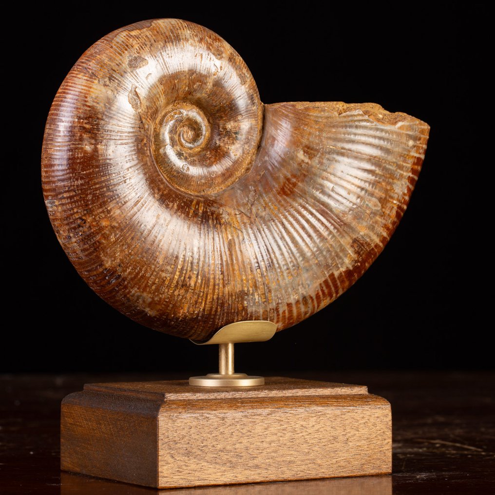 Iconische Juraanse cephalopode “Wunderkammer” - Gefossiliseerde schelp - Fossil Ammonite – Lytoceras - Elegant Wood and Brass Base - 246 mm - 230 mm #4.3