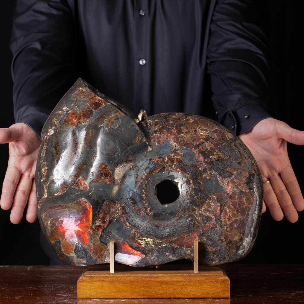 Vörös Opál - Pyritizált fosszilizált ammonit - Csodálatos példány - - Fosszilis töredék Tengeri kagyló - - Craspedodiscus Discofalcatus - #1.0