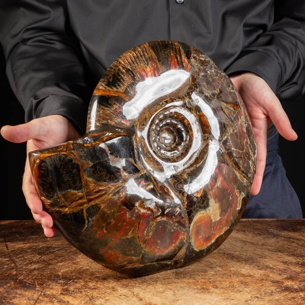 Fóssil realmente único - qualidade incrível - tamanho extra - Ammonite opalescente vermelha - Fragmento fóssil - Craspedodiscus Discofalcatus - 350 mm - 290 mm #3.2