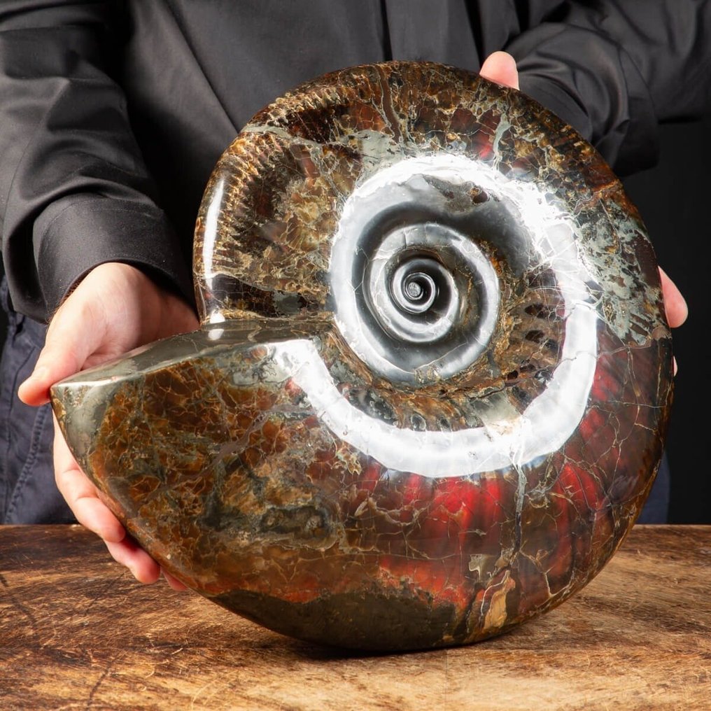 Absolutamente Único - Obra-prima de fóssil - Ammonite totalmente opalizada - Craspedodiscus - Fragmento fóssil - 340 mm - 340 mm #1.0