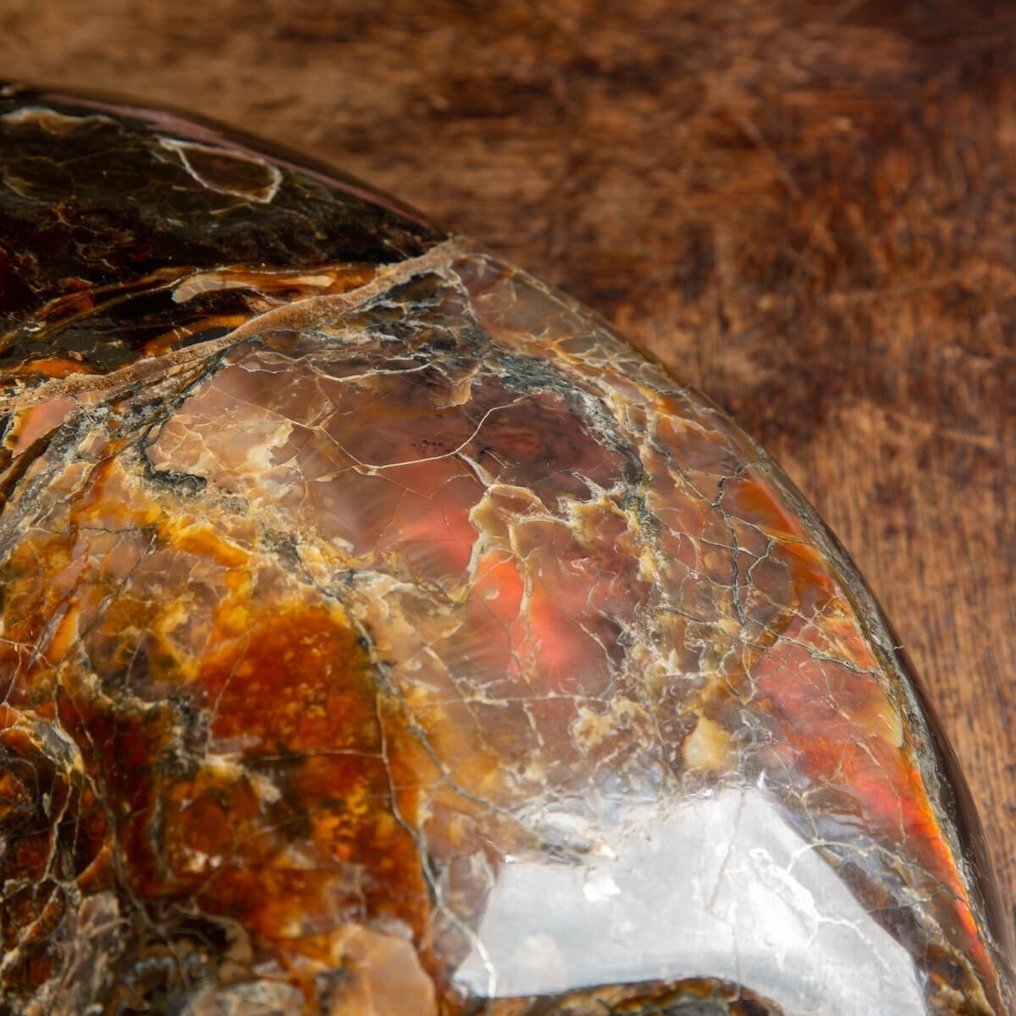 Fóssil realmente único - qualidade incrível - tamanho extra - Ammonite opalescente vermelha - Fragmento fóssil - Craspedodiscus Discofalcatus - 350 mm - 290 mm #2.1