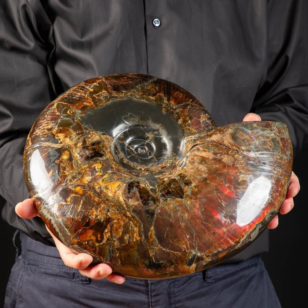 Absolutamente Único - Obra-prima de fóssil - Ammonite totalmente opalizada - Craspedodiscus - Fragmento fóssil - 340 mm - 340 mm #3.2