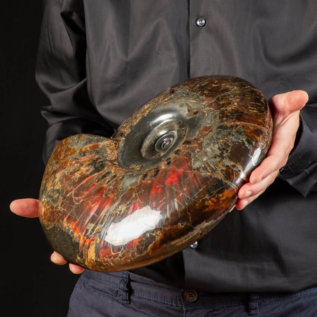 Absolutamente Único - Obra-prima de fóssil - Ammonite totalmente opalizada - Craspedodiscus - Fragmento fóssil - 340 mm - 340 mm #4.3