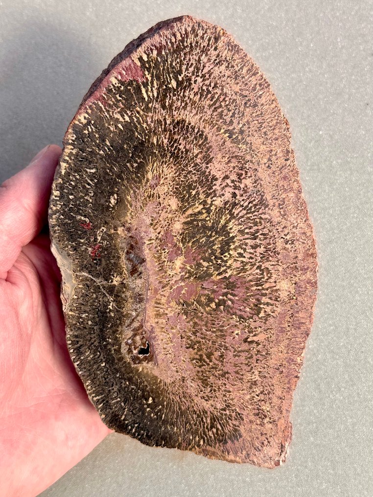 Rare stromatolite - cross-section - Fossil matrix - 16 cm - 9 cm #1.0