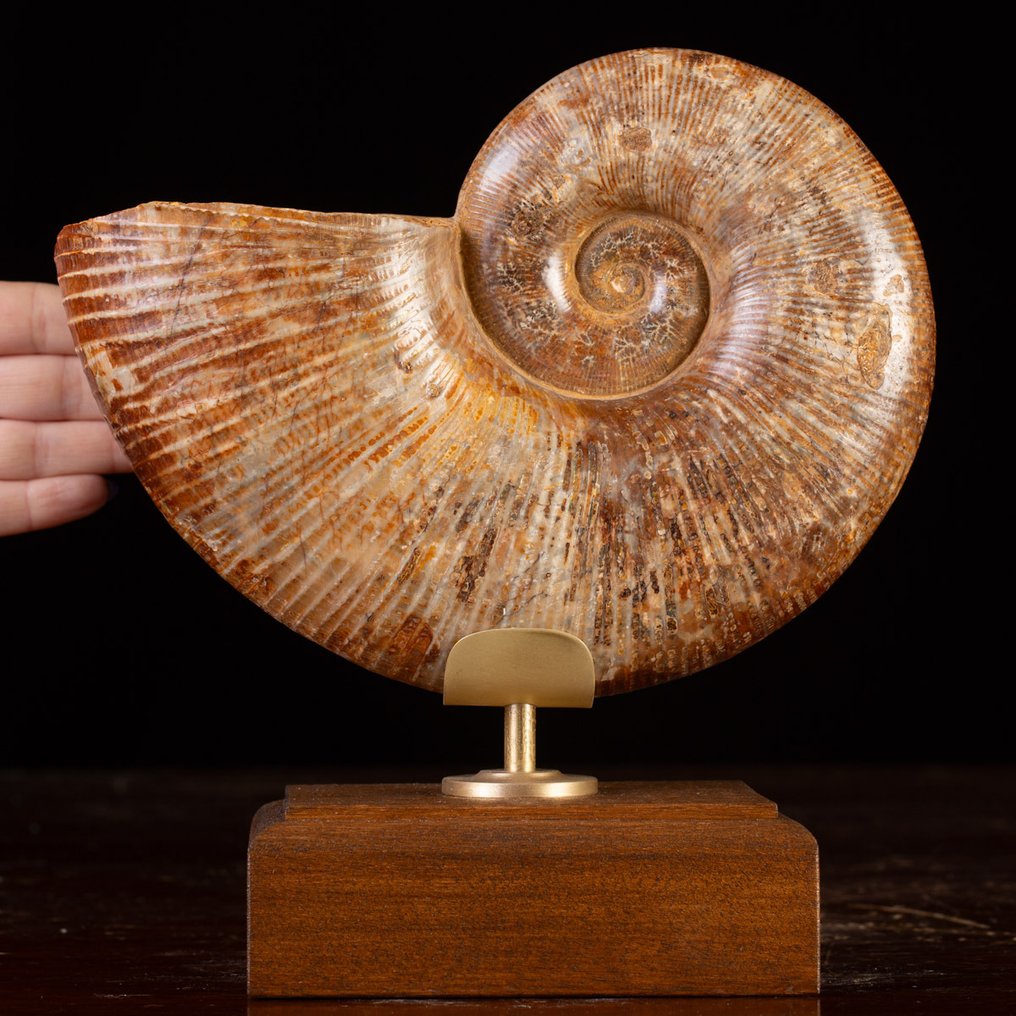 Iconische Juraanse cephalopode “Wunderkammer” - Gefossiliseerde schelp - Fossil Ammonite – Lytoceras - Elegant Wood and Brass Base - 246 mm - 230 mm #1.0