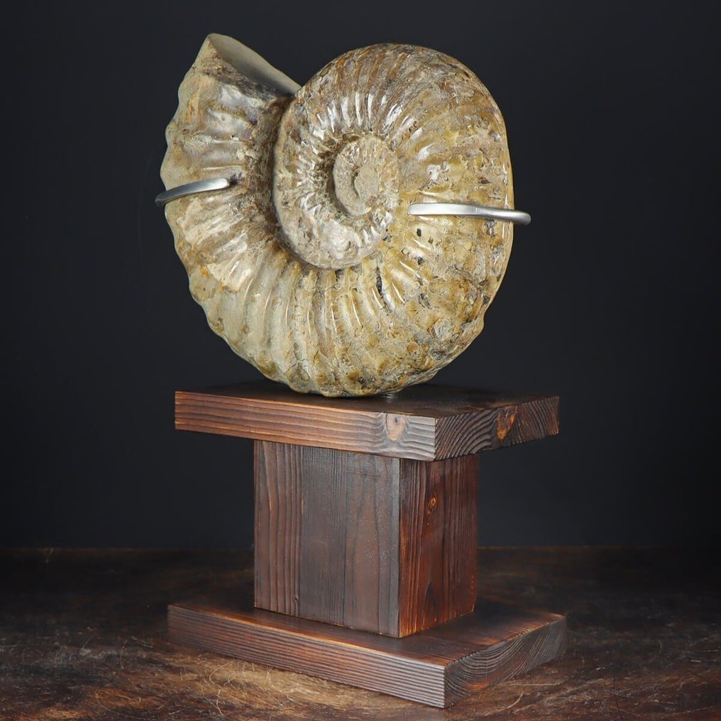 Απολύτως μοναδικό - Μεγέθους Douvilleiceras Ammonite στο Design Base - Εξαιρετικό αντικείμενο - Απολιθωμένα τμήματα - 470 mm - 260 mm #2.1