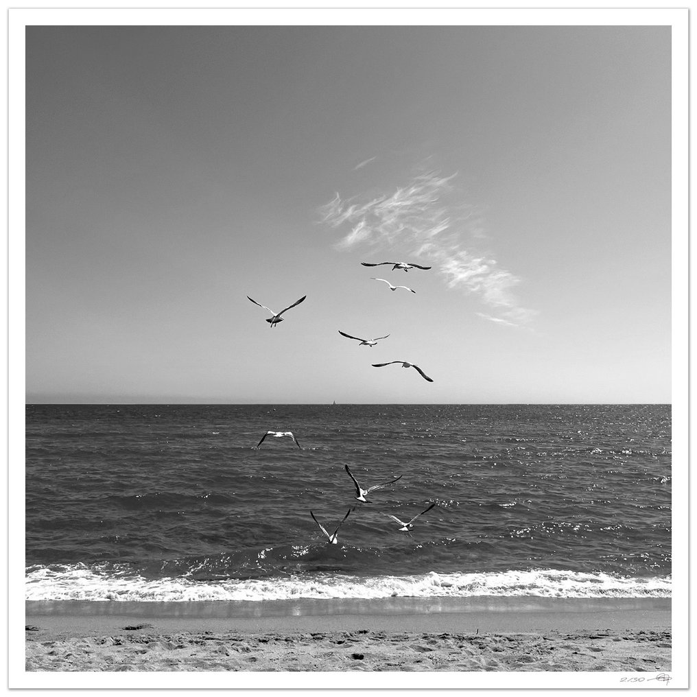 Gilles Galas - Birds #1.0