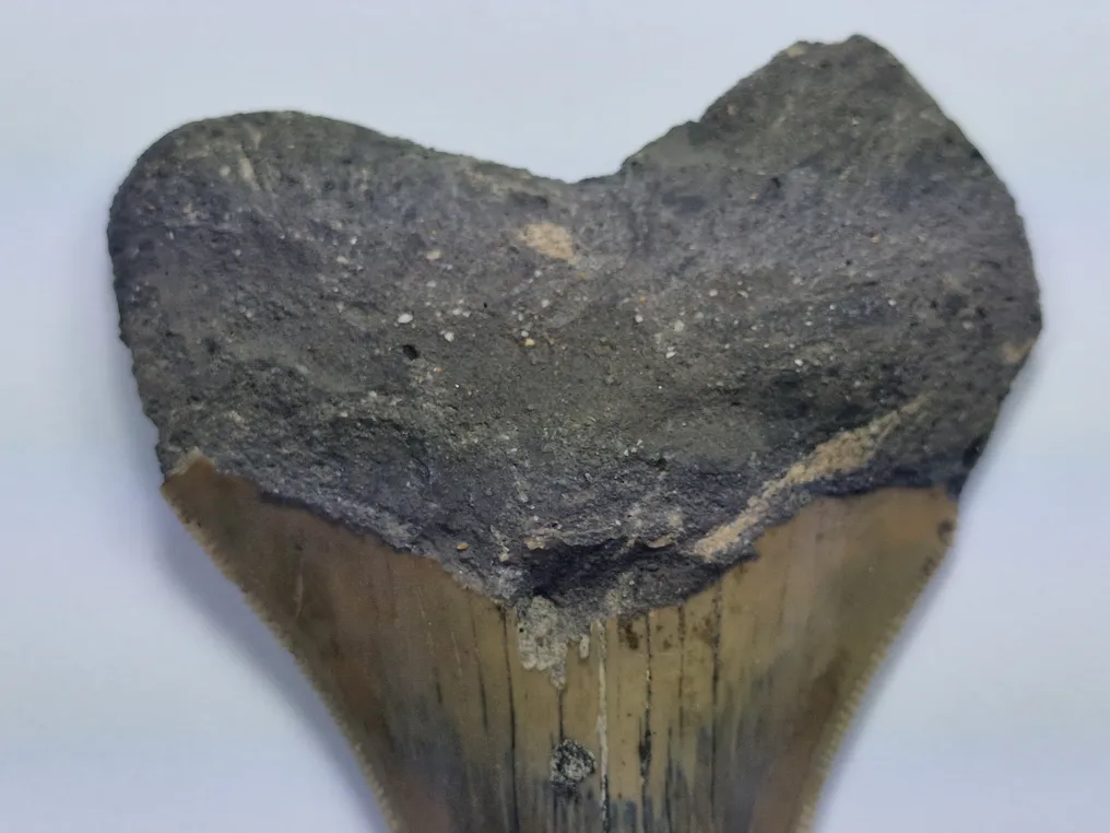 Megalodon - Fossil tooth - 9 cm #3.2