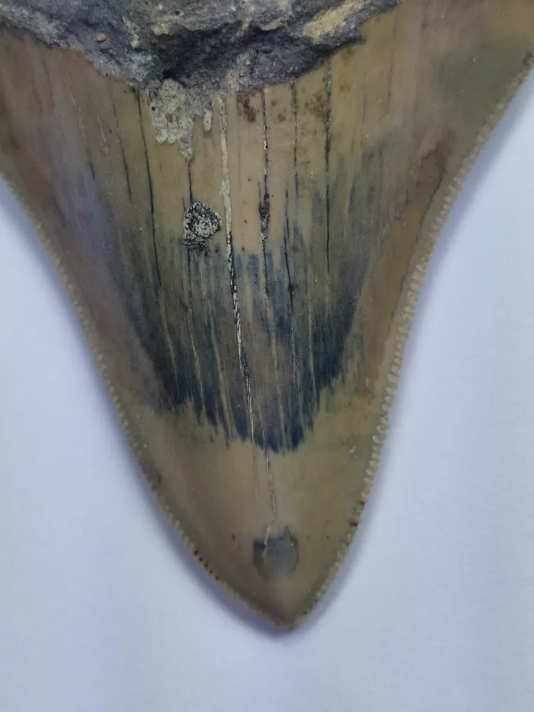 Megalodon - Fossil tooth - 9 cm #3.1