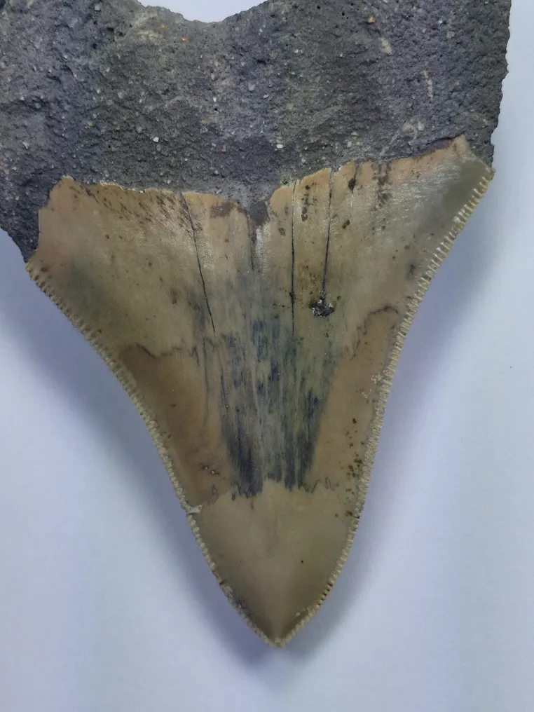 Megalodon - Fossil tooth - 9 cm #1.2