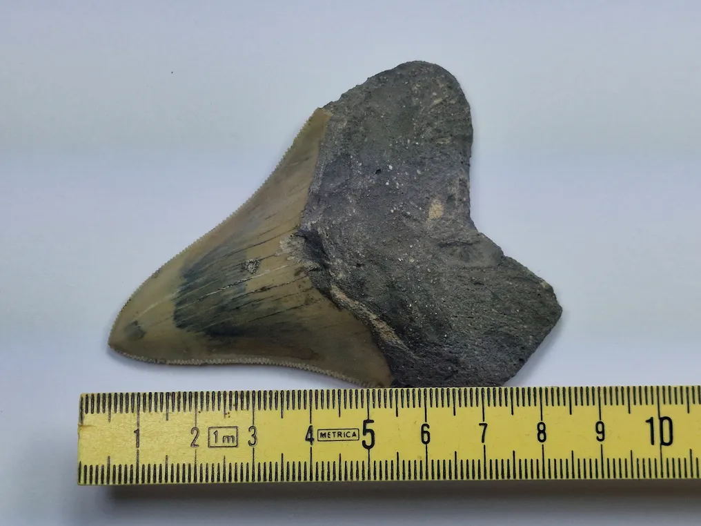 Megalodon - Fossil tooth - 9 cm #3.3