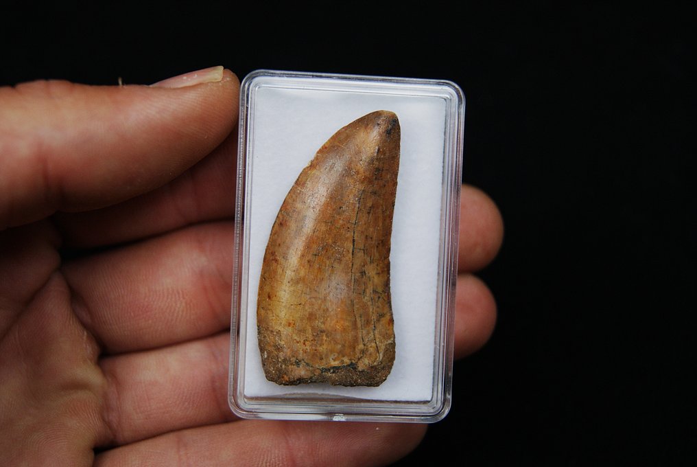 Dinosaurio - Diente fósil - Carcharodontosaurus Saharicus #2.1