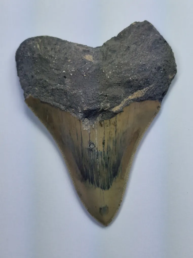 Megalodon - Fossil tooth - 9 cm #1.1